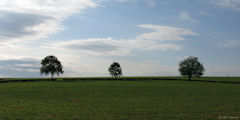 Bosc Mesnil (Trois Arbres 2)