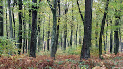 Forêt d'Eawy (1)