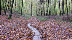 Forêt d'Eawy (2)