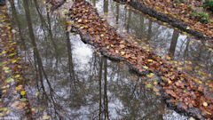 Forêt d'Eawy (3)