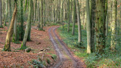 Cuverville sur Yères (Chemin)