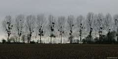 Baromesnil (Arbres)