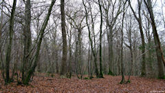 Baromesnil (Bois du Tost 1)