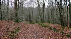 Baromesnil (Bois du Tost 2)
