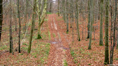 Le Mesnil Réaume (Allée)