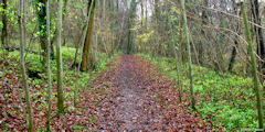Forêt d'Eu (Chemin 1)