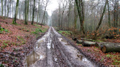 Forêt d'Eu (Chemin 2)