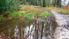 Forêt d'Eu (Reflet)