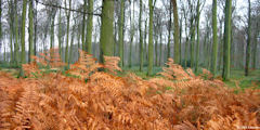 Forêt d'Eu (Fougères)