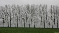 St Pierre en Val (Arbres)