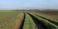Thil Manneville (vers Colmesnil 2)