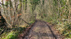 Hermanville (Chemin)