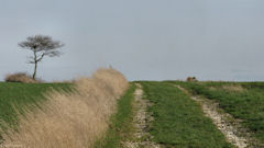 St Pierre le Vieux (Chemin)