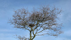 St Pierre le Vieux (Arbre)