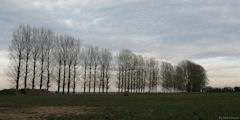 Avremesnil (Arbres)