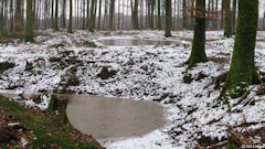 Forêt de Lyons (Mares)