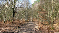 Serqueux (Bois de l'Epinay 1)