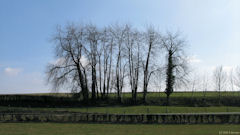 La Ferté St Samson (Arbres)