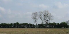 Tourville la Chapelle (Trois Arbres)