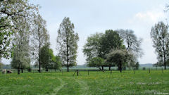 Tourville la Chapelle (Prairie)