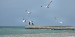 Dieppe (Goélands)