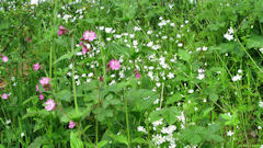 Harcanville (Fleurs)