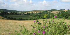 Puiseux en Bray (Chardon)