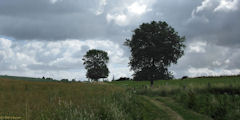 Coudray St Germer (Chemin 1)
