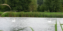 St Germain d'Etables (Cygnes)