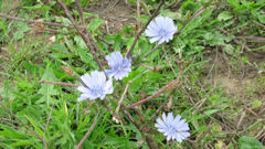 St Germain d'Etables (Fleurs)