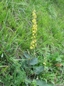 Freulleville (Fleur)