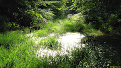 Le Trait (Forêt 2)
