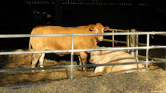 Ste Marguerite sur Duclair (Vaches)
