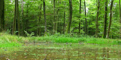 Forêt d'Eawy (Mare)