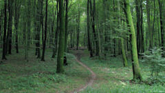 Forêt d'Eawy (Chemin)