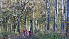 Forêt Verte (Chemin 1)