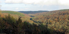 Forêt Verte (Longs Vallons)