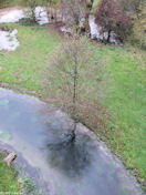 St Martin le Gaillard (Arbre)