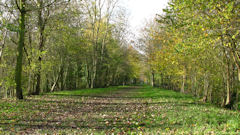 Le Tréport (Chemin)
