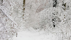 Forêt d'Arques (1)