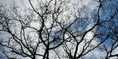 Glicourt (Branches 1)