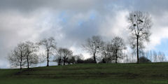 Glicourt (Arbres)