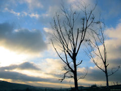 Sauchay (Arbres)