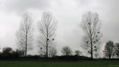St Quentin au Bosc (Arbres)
