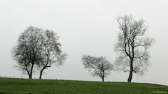 Bailly en Rivière (Arbres)