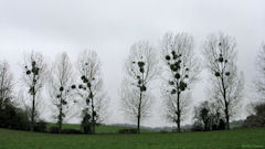 Douvrend (Arbres 1)