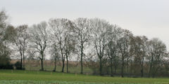 St Nicolas d'Aliermont (Arbres 1)