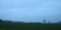 Douvrend (Arbres 3)