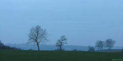 Douvrend (Arbres 4)