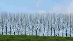 Bailly en Rivière (Arbres)